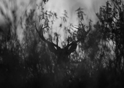 Deer silhouette background