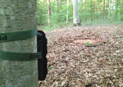 trail photos with critter lick game attractant