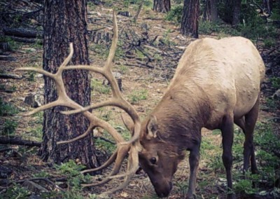Elk caught on trail camera eating mineral attractant