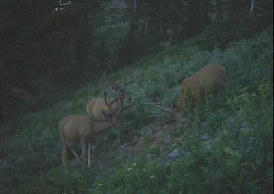 three deer caught on camera attracted by mineral lick