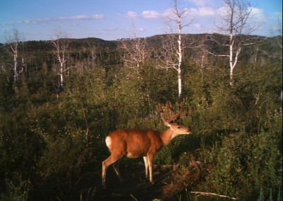 deer in the wild