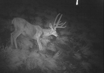 deer at night camera trail