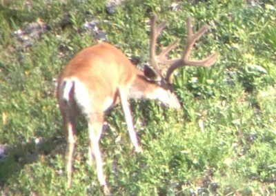 deer in the wood attracted by mineral lick