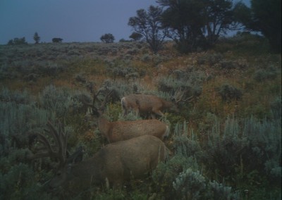 Deer caught on trail camera eating mineral attractant