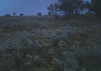 Deer caught on trail camera eating mineral attractant