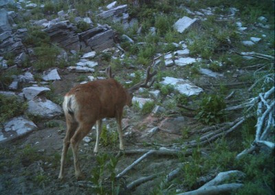 Deer caught on trail camera eating mineral attractant