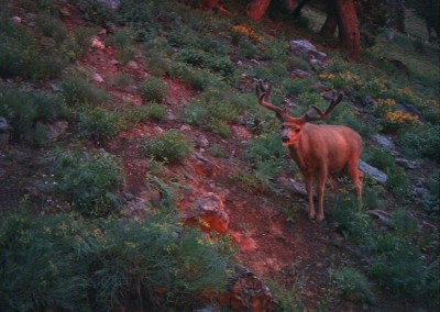 Deer caught on trail camera eating mineral attractant