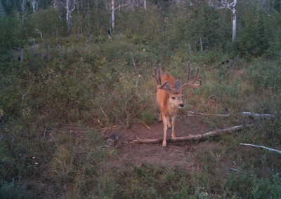 Deer caught on trail camera eating mineral attractant