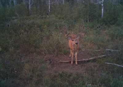 Deer caught on trail camera eating mineral attractant