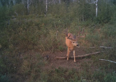 Deer caught on trail camera eating mineral attractant