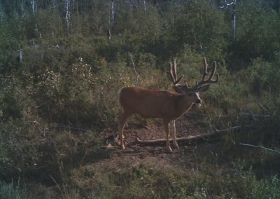 trail camera catching deer eating mineral attractant