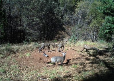 deer squirrel mule deer whitetail deer