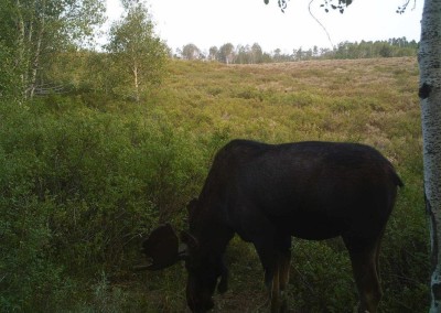 trail camera catching moose eating critter lick