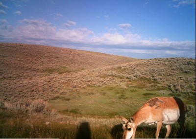 Big Game Deer Mineral Attractant