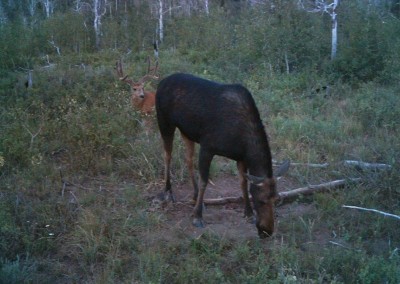 big game Moose mineral attractant