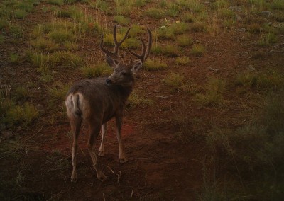 best minerals for deer