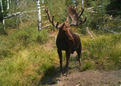 big game moose mineral attractant