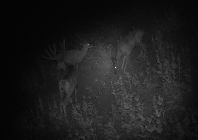 Deer on night vision trail camera attracted by critter lick