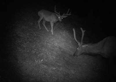 Deer on night vision trail camera attracted by critter lick