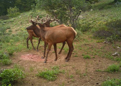 big game elk mineral attractant