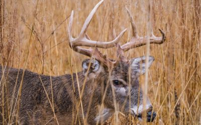 Best Mineral Licks for Deer