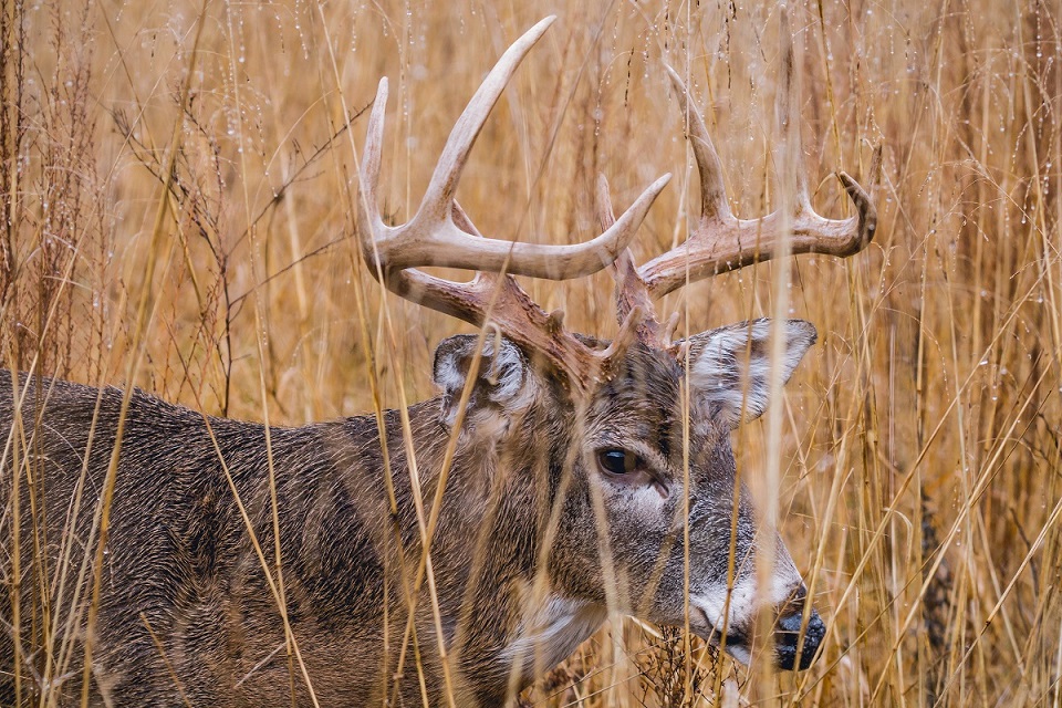 Best Mineral Licks for Deer