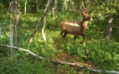 5 Tips For Scouting Deer