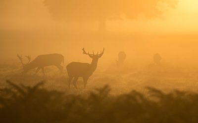 4 Deer Hunting Tips To Improve Patience and Preparation